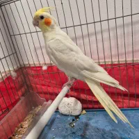 عروس هلندی دستی رام