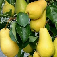 ارقام مختلف گلابی در شهر نهال