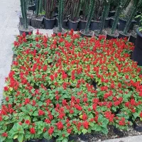 گیاه سلوی|گل و گیاه طبیعی|تهران, عباس‌آباد|دیوار