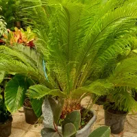 گل آپارتمانی میخک پر پشت بادوام لطفا ورق بزنید|گل و گیاه طبیعی|تبریز, |دیوار