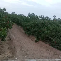 باغ پسته اکبری