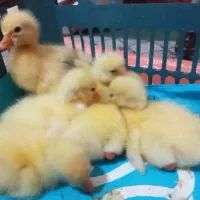 جوجه قو غاز  اکراینی