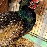 طاووس کفتر زینتی|پرنده|اسلامشهر, شهرک امام حسین (میان آباد)|دیوار