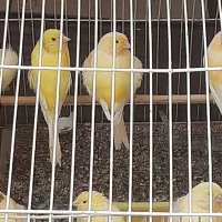 قناری زرد|پرنده|مسجد سلیمان, |دیوار