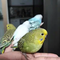 جوجه مرغ عشق اینگیلیسی|پرنده|اندیشه, اندیشه فاز ۴|دیوار