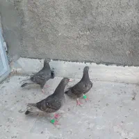 المانی سرکه ای