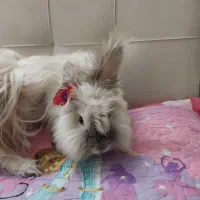 خرگوش لوف|موش و خرگوش|اسلام‌شهر, مسکن مهر اسلاشهر (شهرک امام خمینی)|دیوار