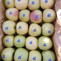 سیب مشگین شهر