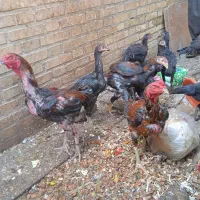 جوجه لاری اصل افغان نژاد خالص