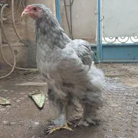 برهما بلو  نیمچه