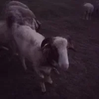 چند عدد گوسفند نر و ماده