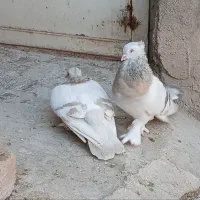 کبوتر ترکیه ای - سوسنی - سبز عربی|پرنده|یزد, |دیوار