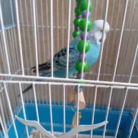 مرغ عشق دستی انگلیسی با قفس