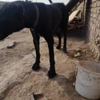 سگ  نگهبان سرابی ماده|سگ|چهاردانگه (تهران), |دیوار