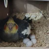 عروس پاریس یاهمون عروس هلندی