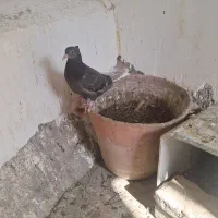 کبوترموشکی دم سفید