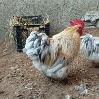 خروس کوشین بانتام