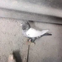 سینه سرور ماده