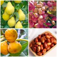 پخش درخت به سنجد انجیر پسته پیوندی