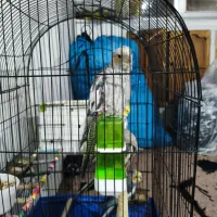 یک عدد عروس هلندی|پرنده|ابهر, |دیوار