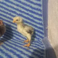 جوجه لاری اصیل