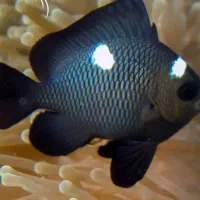 ابشوردامسل ۳ خال|ماهی|تهران, جوادیه تهرانپارس|دیوار