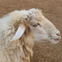 فروش میش با بره