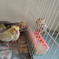 عروس هلندی