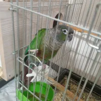 پرنده طوطی گرینچیک مولد کارداده