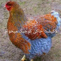 مرغ ماده گم شده