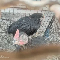 جوجه محلی مناسب برای بیمار