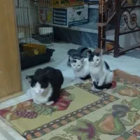 واگذاری رایگان گربه|گربه|قم, شهرک فاطمیه|دیوار