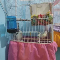 عروس هلندی آلبینو|پرنده|بمپور, |دیوار