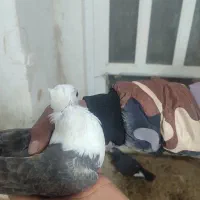 کله سفید ماده|پرنده|سبزوار, امام خمینی (ناوی)|دیوار