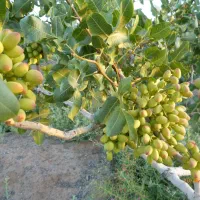 باغ موقعیت استثنایی برای کسب کار و سرمایهگذاری|فروش دفتر صنعتی، کشاورزی، تجاری|سبزوار, رباط|دیوار