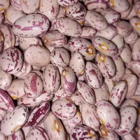 لوبیا چیتی تازه و خوش پخت