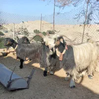 ۹بز بیگ|حیوانات مزرعه|مسجد سلیمان, |دیوار