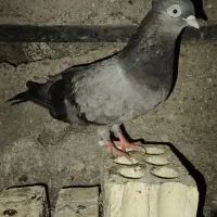 کفتر سبز ابادانی|پرنده|بندر ماهشهر, |دیوار