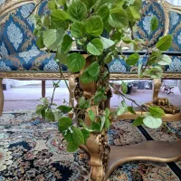 گل پیچک سوئدی و گل اشرفی|گل و گیاه طبیعی|شاهین‌شهر, شهرک سایت|دیوار