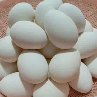 تخم قوغاز نطفه دار