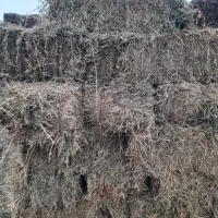 یونجه