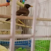 مینا و عروس هلندی