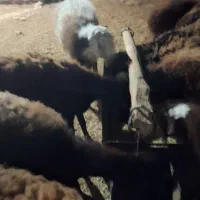 فروش ۲۱عدد بره ماده قوچ خورده|حیوانات مزرعه|تربت‌حیدریه, پائین ولایت|دیوار