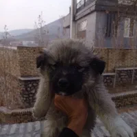 سرابی|سگ|کوهسار (البرز), |دیوار