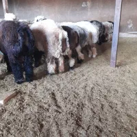 بره چاق|حیوانات مزرعه|بیضا, |دیوار