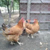 مرغ تخمگذارگلپایگان جوان