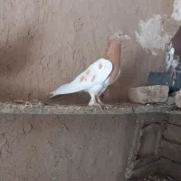 کله زرد سرخ|پرنده|آشخانه, |دیوار