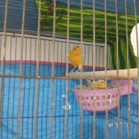 جفت قناری فروشی|پرنده|نطنز, |دیوار