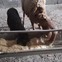 میش بره