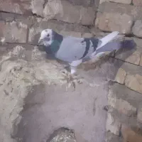 کبوتر|پرنده|خوی, |دیوار